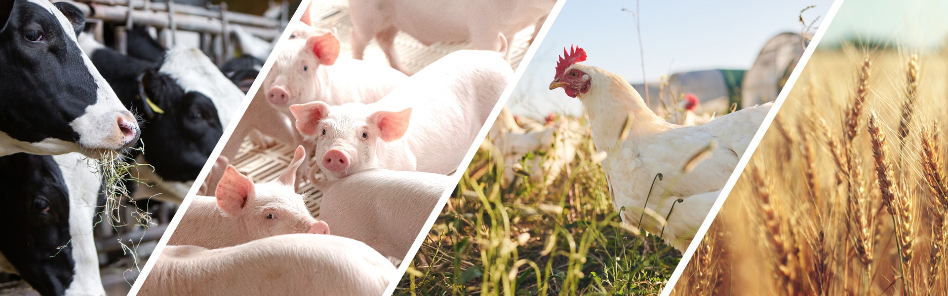 Collage of agricultural sectors featuring cows, pigs, chickens, and a wheat field, showcasing livestock and crop farming.